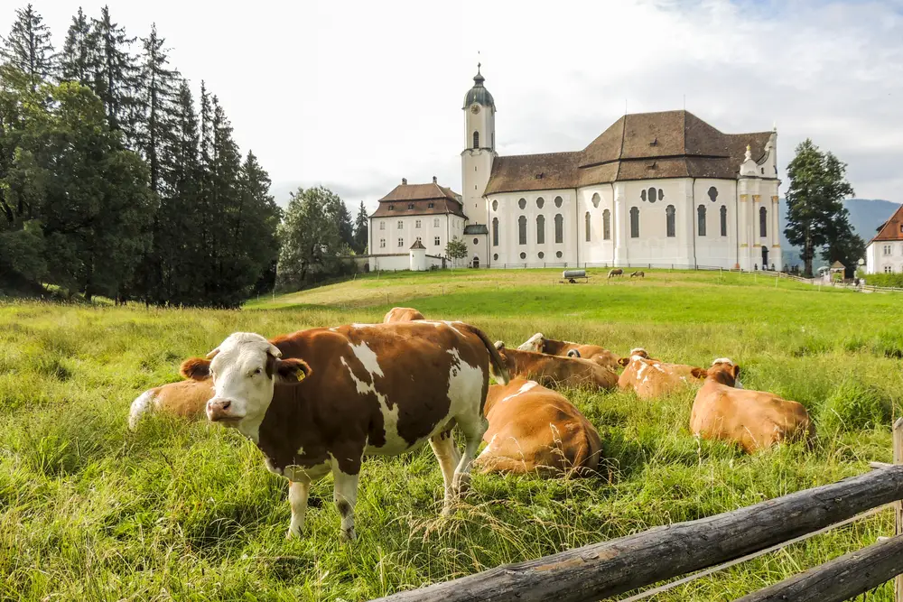 Mucche al pascolo davanti alla chiesa di Steingaden, sulla strada romantica della baviera